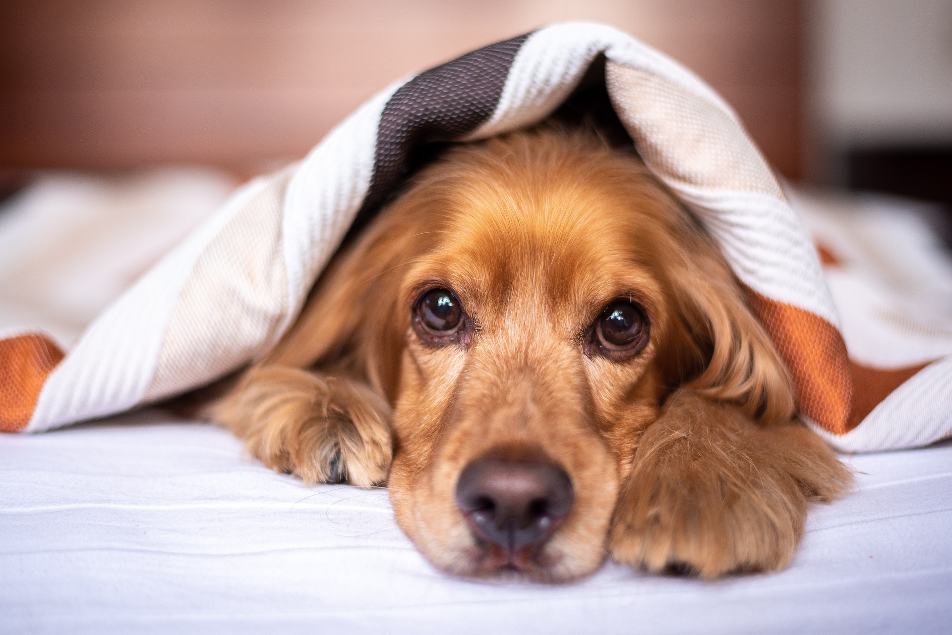 The Benefits of Having a Pet as a Sleep Companion - Exhaustedadult.com